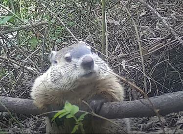 The History and Truth Behind Groundhog Day