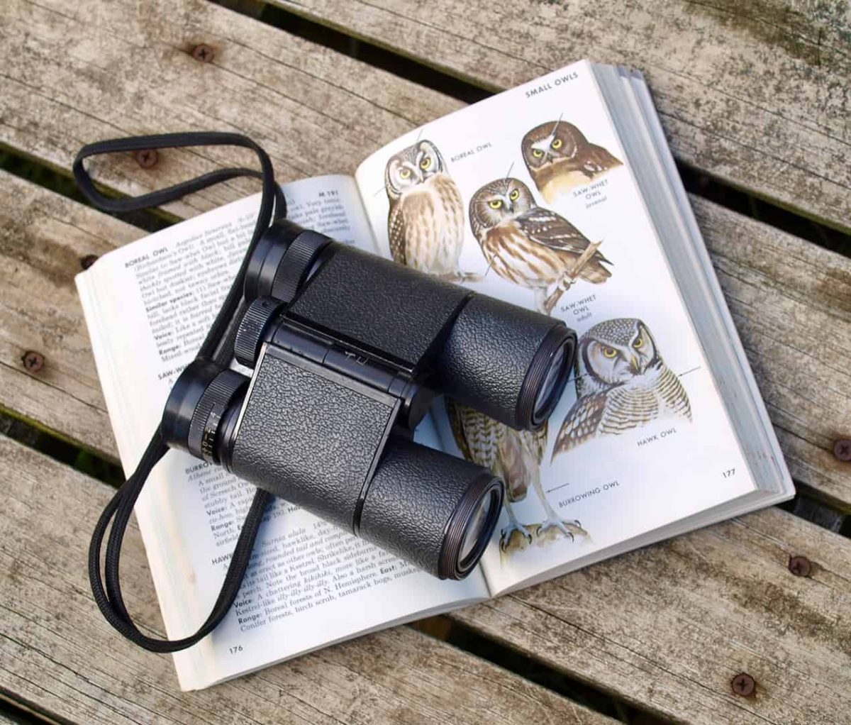 What Makes Bird-Watching Educational & Fun Indoors, by Rose Morrison. 