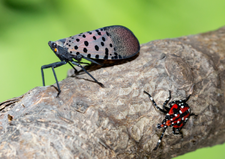 Spotted Lanternflies and Their Destruction